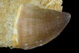 Fossil Mosasaur Tooth With Partial Enchodus Fang - Morocco #127671-2